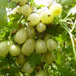 Крыжовник "Инвикта" (зеленый)