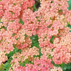 Тысячелистник Tutti Frutti Apricot Delight