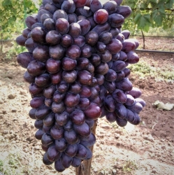 Виноград "Юпитер" (кишмиш)