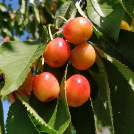 Черешня "Аэлита"