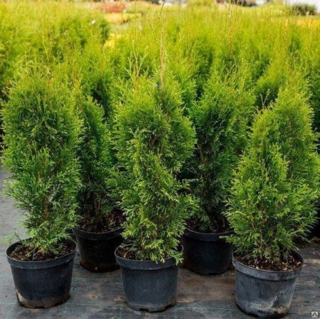 Туя западная "Смарагд Витбонт"\Thuja occidentalis Smaragd Witbont