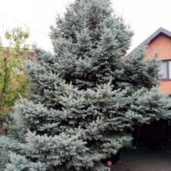 Ель голубая 