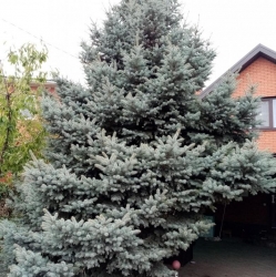 Ель голубая 