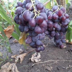 Виноград "Харитон"