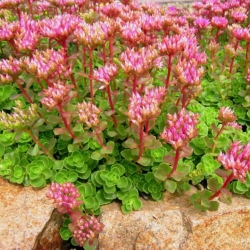 Очиток ложный \ Sedum spurium