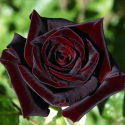 Роза чайно-гибридная "Блэк Баккара"\"Black Baccara"