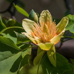 Лириодендрон (Тюльпановое дерево) \ Liriodendron tulipifera