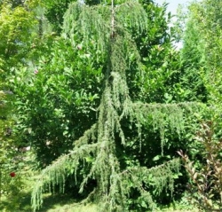 Можжевельник обыкновенный "Хорстманн"\Juniperus communis "Horstmann"
