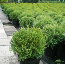Туя западная Тини Тим (контейнер p9)\Thuja occidentalis Tiny Tim 