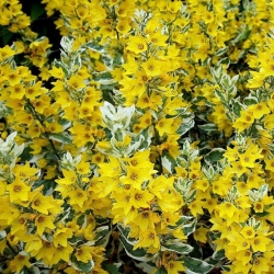 Вербейник точечный Александр\Lysimachia punctata Alexander