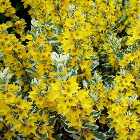 Вербейник точечный Александр\Lysimachia punctata Alexander