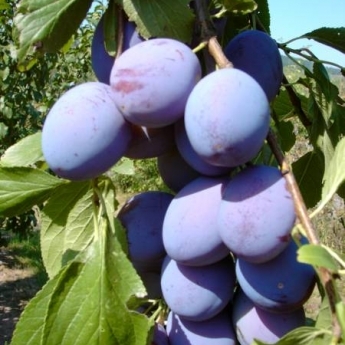 Слива "Ганита" (Hanita)