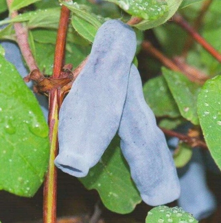 Жимолость съедобная Медведица