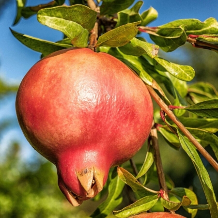 Гранат  "Ак Дона"