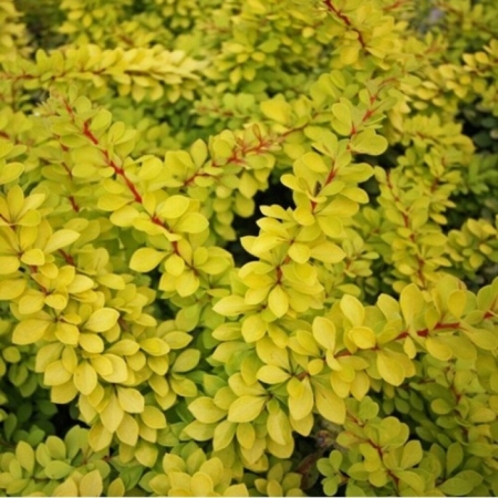 Барбарис Тунберга Ауреа/Berberis thunbergii Aurea