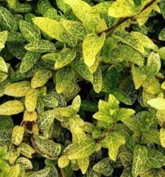 Жимолость японская \ Aureoreticulata