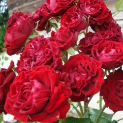 Роза флорибунда  Лаваглут