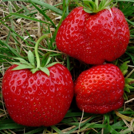 Клубника ранняя "Машенька"