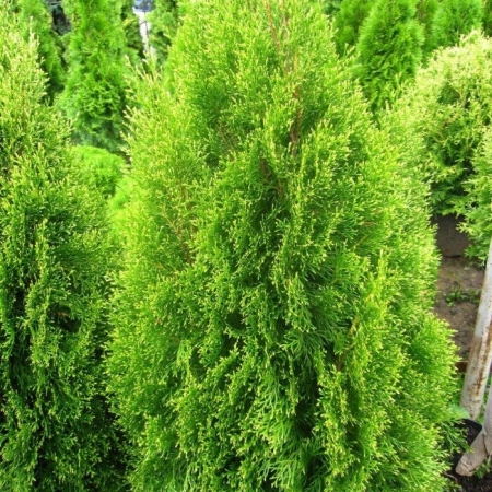 Туя западная Ауреоспиката\Thuja occidentalis Aureospicata