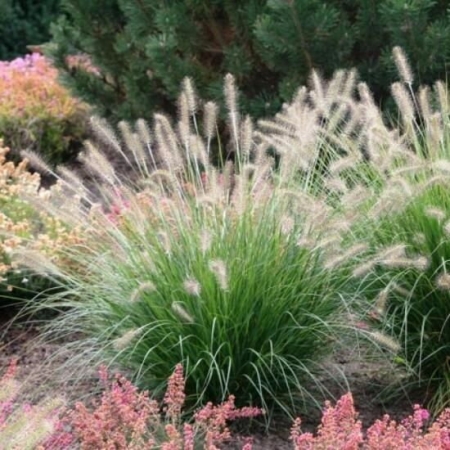 Пеннисетум лисохвостовый Hameln \ Pennisetum alopecuroides Hameln