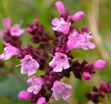 Душица обыкновенная\Origanum vulgare L.