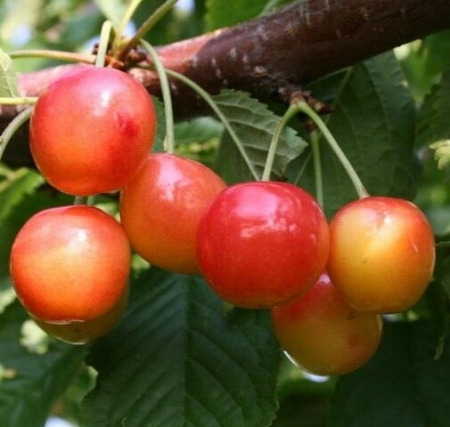 Черешня "Амазонка"