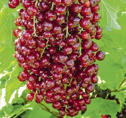 Смородина красная "Виксне" (Вишневая)