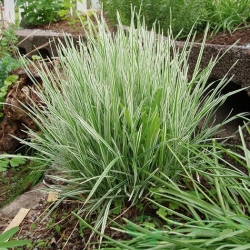 Райграс бульбоносный \ Arhenatherum bulbosum