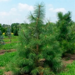 Сосна желтая / Pinus ponderosa (25-30см, контейнер)