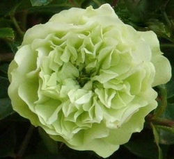 Роза миниатюрная "Грин айс"\"Green Ice"