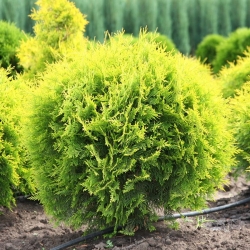 Туя западная "Даника Ауреа" (контейнер)\Thuja occidentalis Danica 