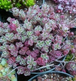 Очиток Триколор \ Sedum spurium Tricolor