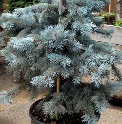 Ель голубая (100-120 см)