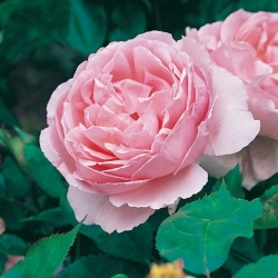  Роза английская Brother Cadfael