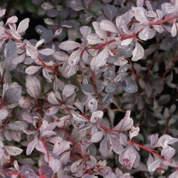 Барбарис оттавский "Сильвер Майлс" \ Berberis ottawensis Silver Miles