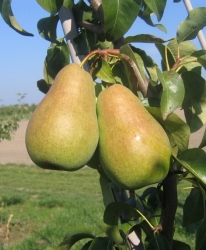 Груша "Амфора"