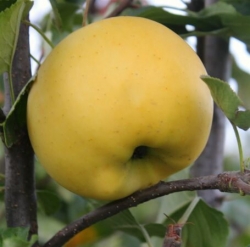 Яблоня "Богемия Голд" (Чехия)