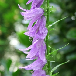 Колокольчик широколистный / Campanula latifolia L.