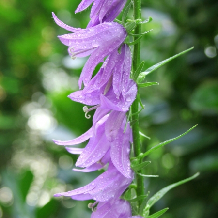 Колокольчик широколистный / Campanula latifolia L.