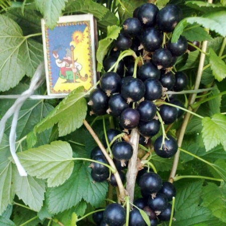 Смородина чёрная "Юбилейная копаня"