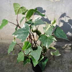 Плющ канарский