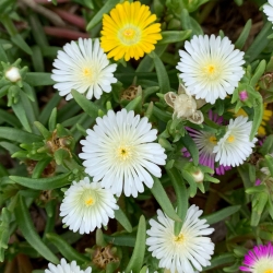Делосперма "Алмазник", "Белый самородок"\Delosperma "White nugget"