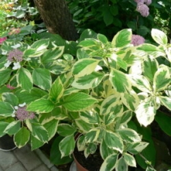 Гортензия вариегатная Miranda variegata