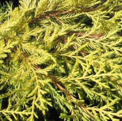 Можжевельник средний Мордиган Голд \ Juniperus media Mordigan Gold