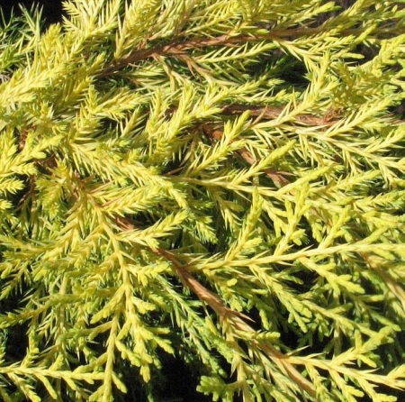 Можжевельник средний Мордиган Голд \ Juniperus media Mordigan Gold