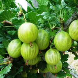 Крыжовник "Родник" (зеленый)