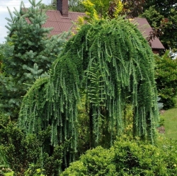 Лиственница европейская 0,8л(30-45см) Larix decidua 