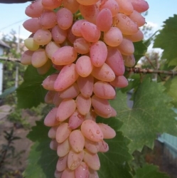 Виноград кишмиш "Мечта"