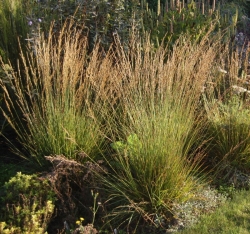 Молиния голубая (контейнер)\Molinia caerulea
