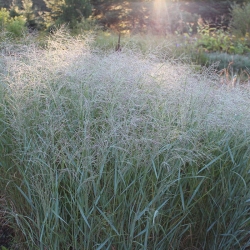 Просо прутьевидное Heavy Metal \ Panicum virgatum Heavy Metal